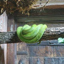 Green snake (behind fences)